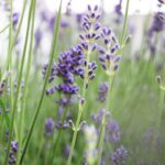 lavender and chamomile scent