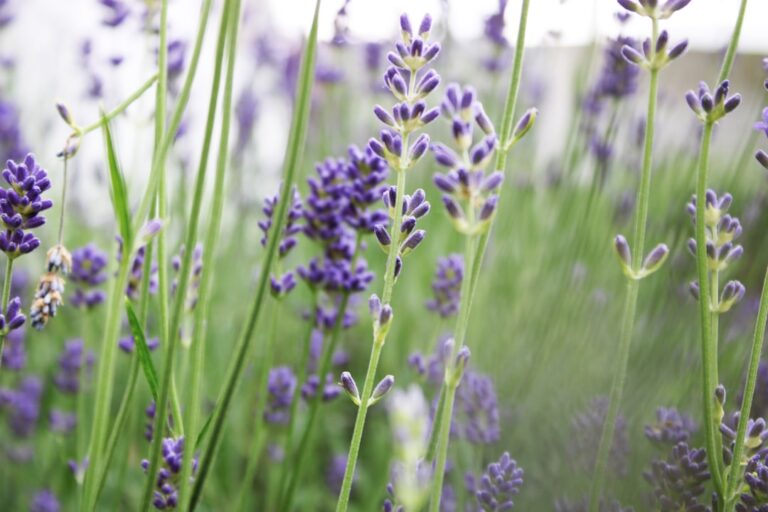 lavender and chamomile scent